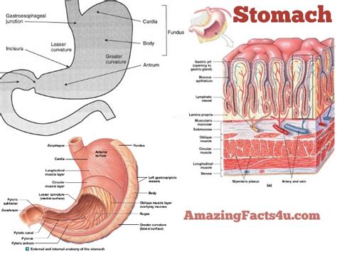 Stomach Amazing Facts 4 U