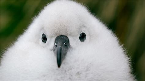 Getting To Know The Grey Headed Albatross Bbc Earth