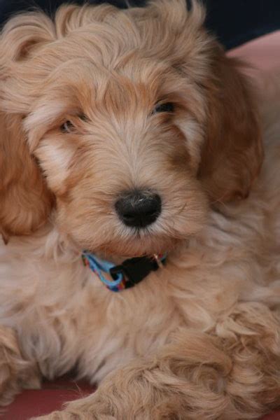 It is a highly social dog. Chara a Goldendoodle Puppy Update : Puppies for Sale ...