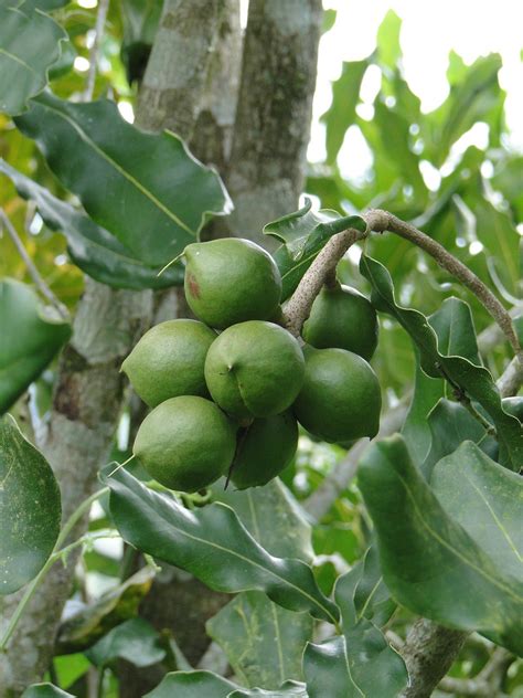 Macadamia Nuts Trees Ubicaciondepersonas Cdmx Gob Mx