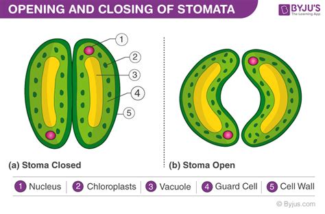 Stomata Structure Functions Types And Mechanism Of Stomata