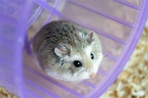 Meet The 5 Cutest Hamsters In The World A Z Animals