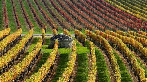 Vineyards In Burgundy France Bing Gallery