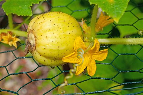 Lemon Cucumber Planting Harvest And Taste Plantura