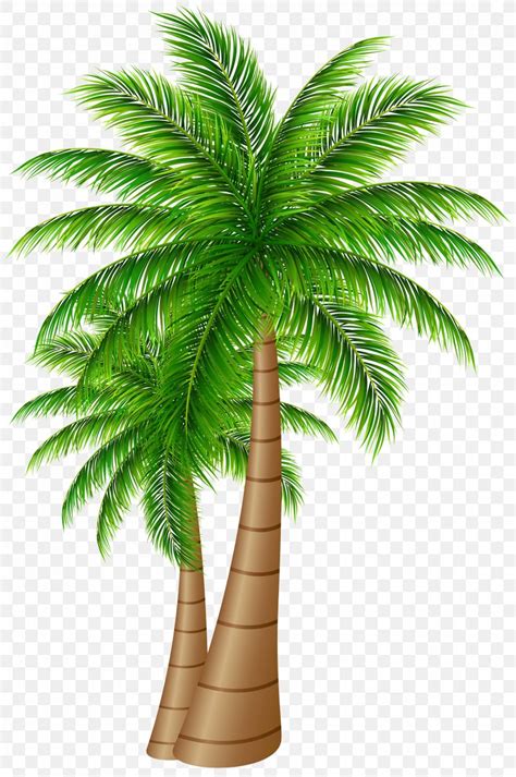 Palm Trees Coconut Clip Art Png 3322x5000px Arecaceae Arecales