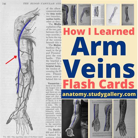 Arm Veins Flashcards Phlebotomy Notes Vein Flashcards Etsy Uk