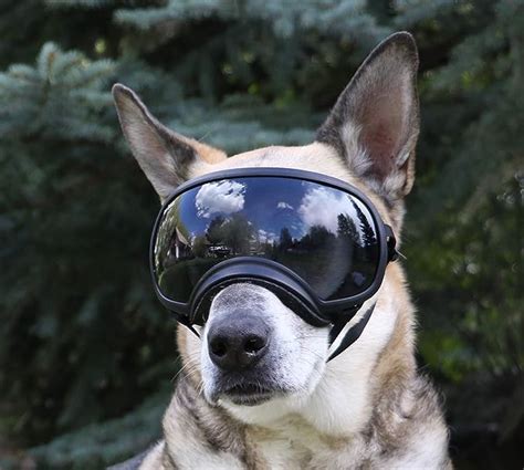 Rex Specs Dog Goggles Eye Protection For The Active Dog