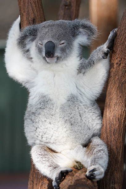 Sleeping Koalas Stock Photos Pictures And Royalty Free Images Istock