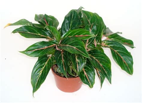 Aglaonema Sapphire Suzanne New Pink Variegated Chinese