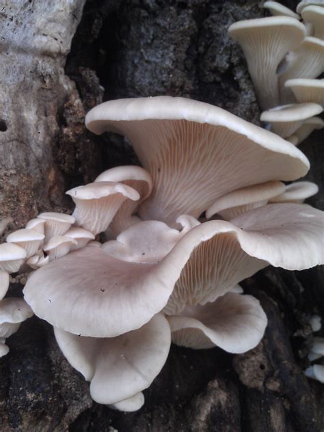 Edible Oyster Mushroom Hunting And Identification Shroomery