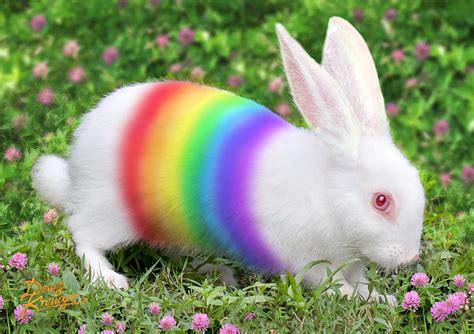 Rainbow Bunny Rainbows Photo 37463969 Fanpop