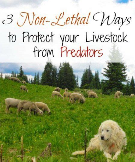 3 Non Lethal Ways To Protect Livestock From Predators Predator