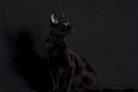 Черная бомбейская кошка на черном фоне обои для рабочего стола картинки фото