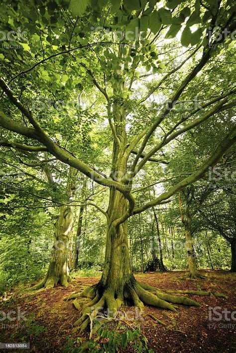 Spooky Old Tree Stock Photo Download Image Now Istock