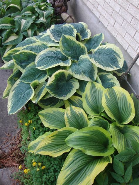Hostas Are Wonderful In Containers