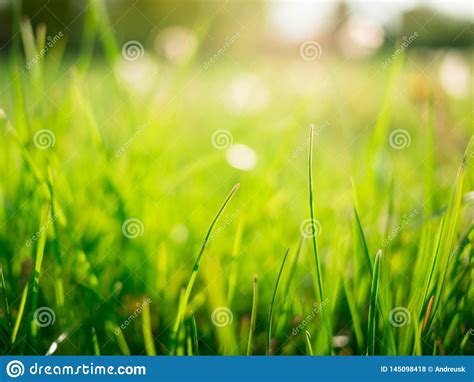 A Green Grass Blurred Background Stock Photo Image Of Summer Sunny