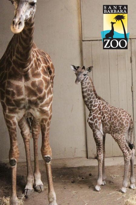 Baby Giraffe Gets A Little Boost From Keepers Zooborns