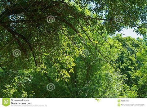 View Of Green Foliage From Under A Tree Stock Image Image Of Sunlight