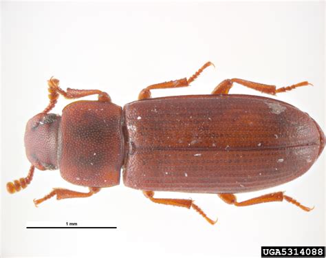 Red Flour Beetle Tribolium Castaneum