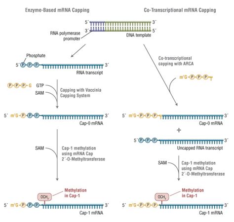 In vitro translation is a technique that enables researchers to rapidly express and manufacture small amounts of functional proteins for a variety of applications. Minding your caps and tails | NEB