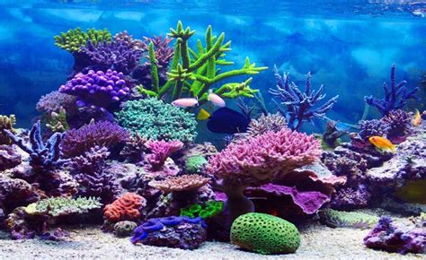 Coral Reef Ocean Habitat 1000x613 Wallpaper