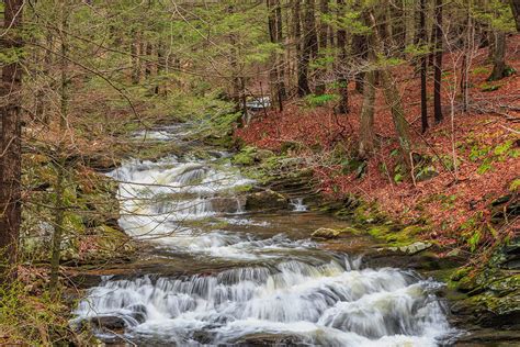 Forest Stream Photograph By Bill Wakeley Fine Art America