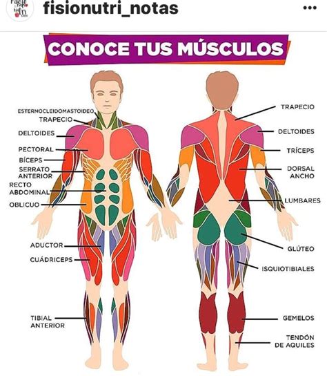 Pin De Upe Sanchez En Salud Músculos Del Cuerpo Humano Anatomia
