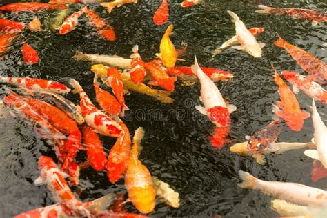 Japan Carps Koi Red Orange And White Fish Swim In The Water Stock