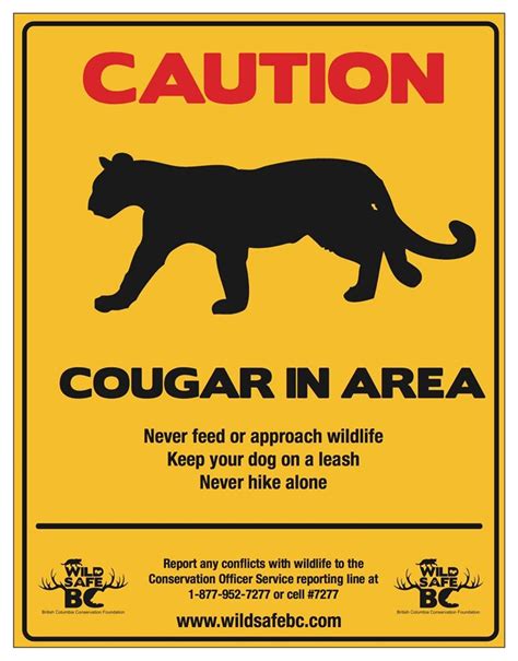 Spike In Cougar Sightings On The Sunshine Coast My Coast Now