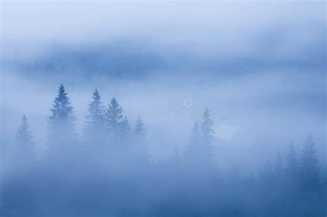 Fog Over Pine Tree Forest Stock Photo Image Of Divine 70153496