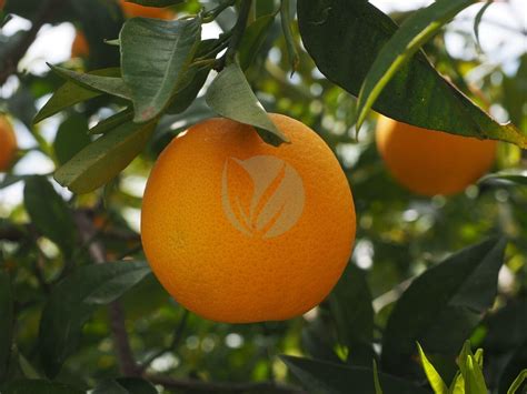 Oranger Citrus Sinensis Clorofila