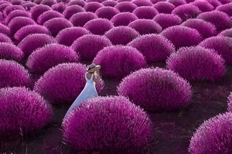 Check spelling or type a new query. Lavanta Kokulu Köy: Kuyucak-Isparta