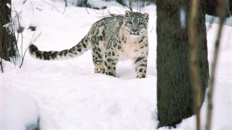 Snow Leopard Habitat Diet And Facts Britannica