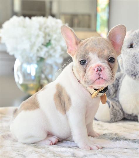 Top Isabella Fluffy French Bulldog Learn More Here Bulldogs