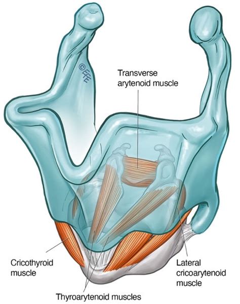 Schematic Diagram Of The Larynx Depicting The Intrinsic Laryngeal Download Scientific Diagram