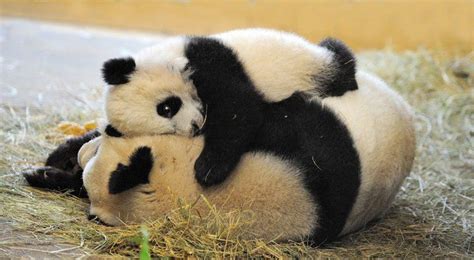 Pin By Rachel Wellstead On Pet Society Panda Hug Panda Bear Bear Hug