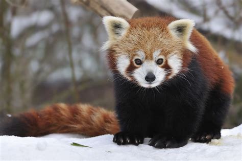 The 30 Cutest Red Panda Photos Best Photography Art Landscapes And