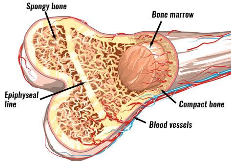 Descriptions of bone structure are provided in column a. Bone Structure & Anatomy Explained - What Is Bone Marrow?