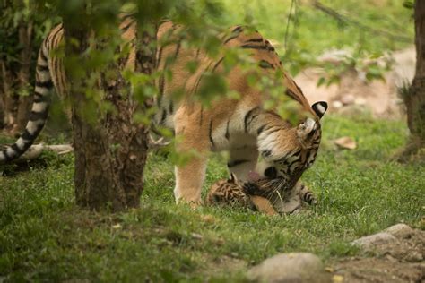 Columbus Zoo Tiger Cubs Make Their Public Debut Photos Wsyx