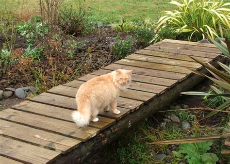 07.12.2020 · cat bridge, cat diy, catio bridge. Winter Gardening Cats