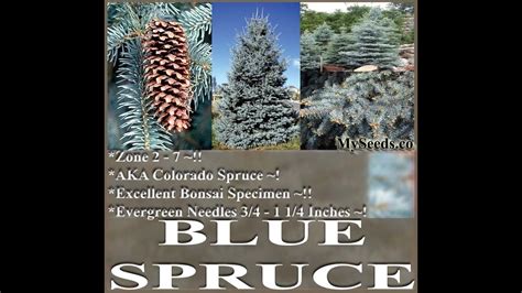 Colorado Blue Spruce Tree Seed Picea Pungens Glauca Seeds On