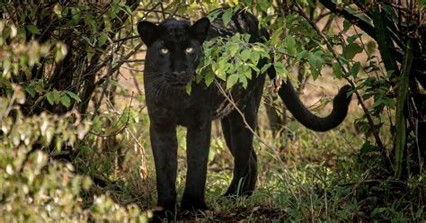 Photographer Tracks Down Ultra Rare Black Panther In Africa Petapixel