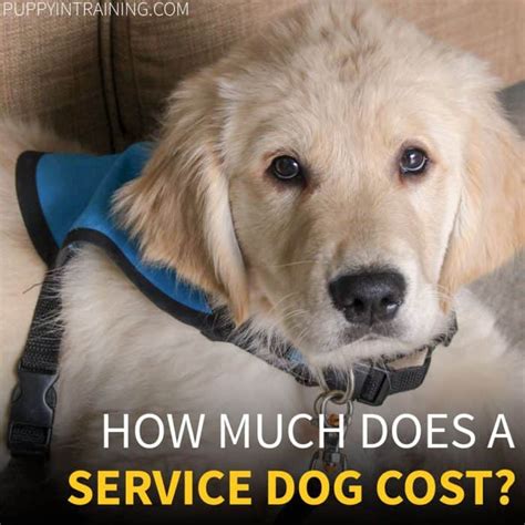 How Much Does A Service Dog Cost Puppy In Training
