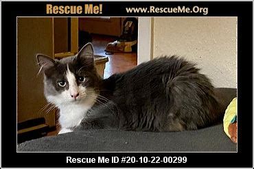 We are responsible hobby breeders, when determining the cost, we must figure in the cost to acquire the breeding parents a kitten with breeding rights with a great pedigree, outstanding health history, and well vetted, can be very. - Texas Maine Coon Rescue - ADOPTIONS - Rescue Me!
