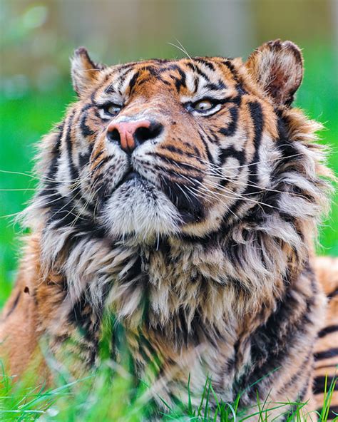 Fluffy Male Sumatran Tiger Flickr Photo Sharing
