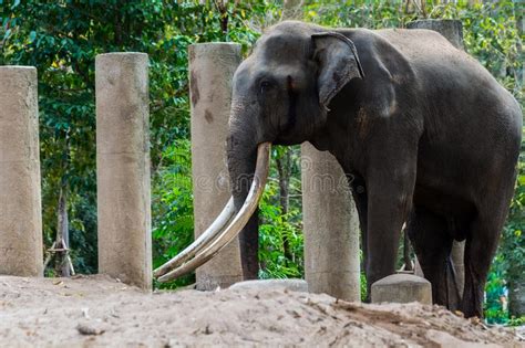 Elephant With Long White Tusks Stock Photo Image Of Milwaukee Safari
