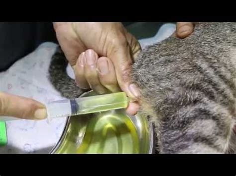 Urethrostomy of the cat tutorial 1. Perineal urethrostomy (PU) in the cat. | FunnyDog.TV