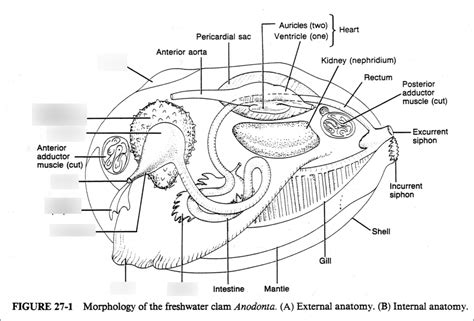 Mussel Internal Anatomy Diagram Quizlet