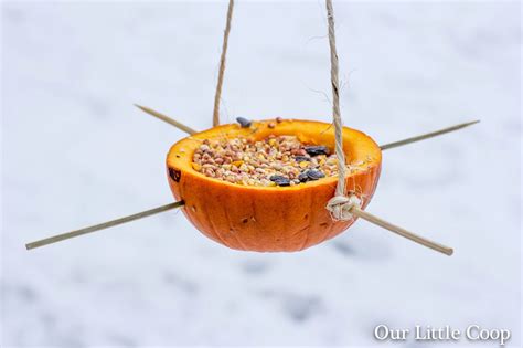 Our Little Coop Pumpkin Bird Feeders