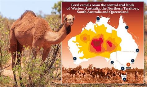 camels in australia how many camels are there in australia world news uk